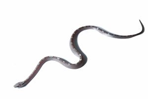 Pantherophis guttatus, cinder motley